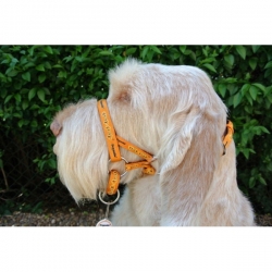 Dogmatic Head Collar Size 2 Gold