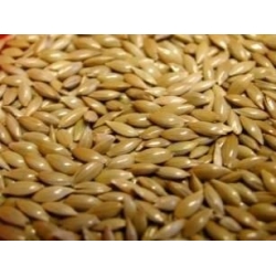 Plain Canary Seed 20kg Johnston and Jeff 